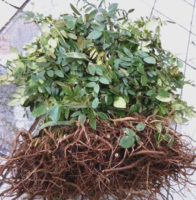 中药山豆根的毒性与女孩文文的顽强抗争