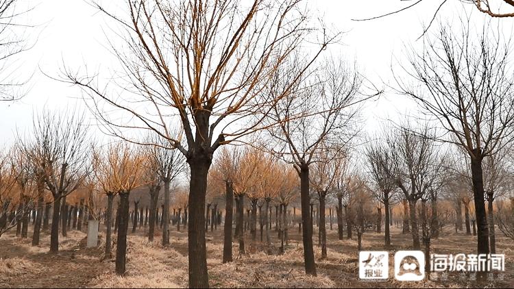 聊城4000多棵彩色苗木"破圈",闪耀北京冬奥会场馆