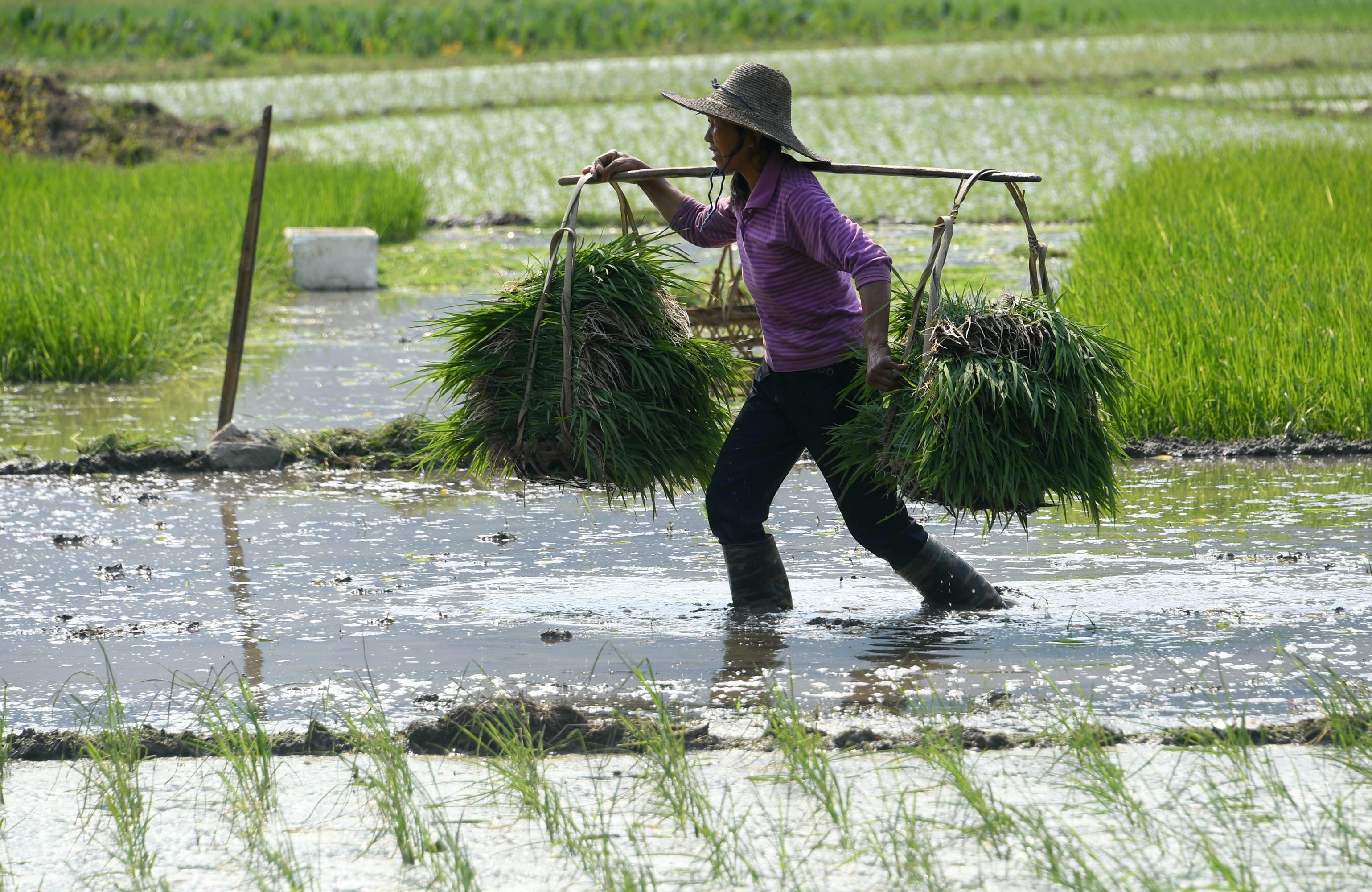 大美中国·壮美广西0505丨立夏时节插秧忙