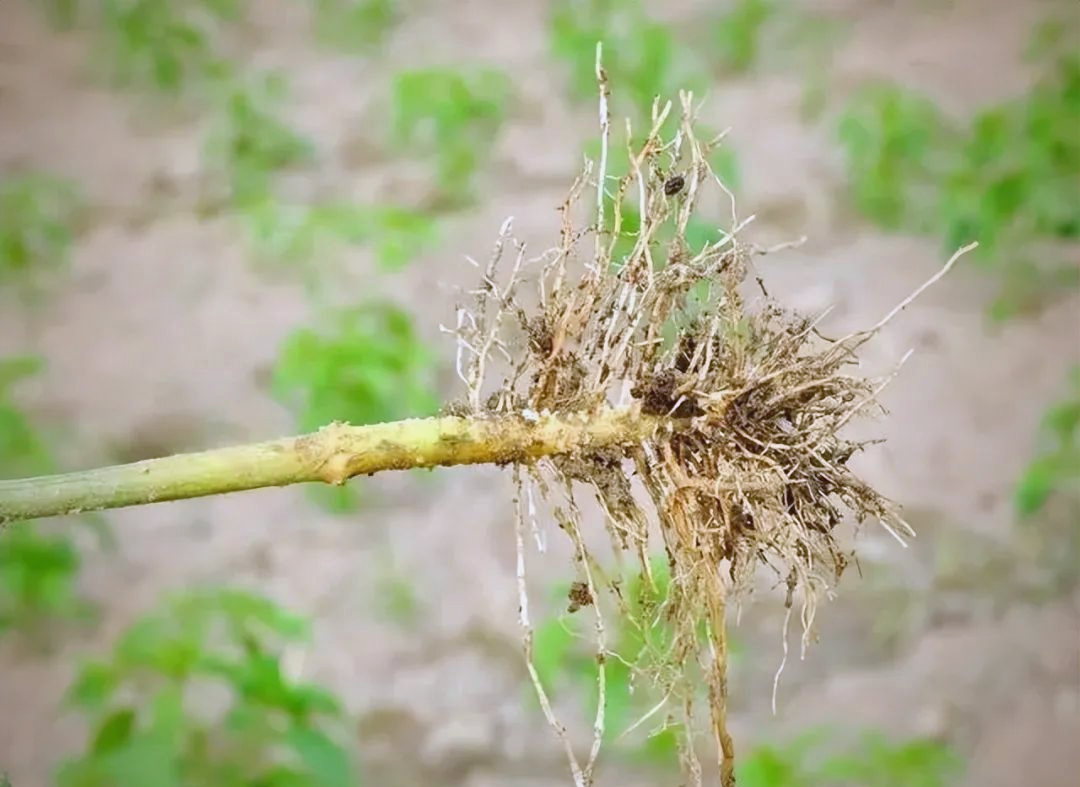 冬季寒冷,辣椒根成美食佳品,营养丰富且多样烹饪方式