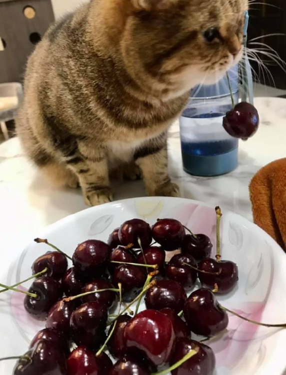 偷车厘子的猫猫,当场被抓住