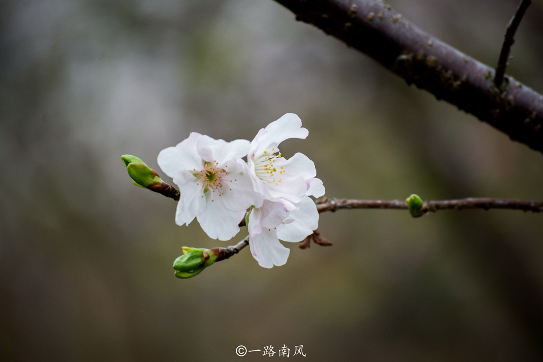 广东新丰有个樱花峪,美成了"仙境"模样