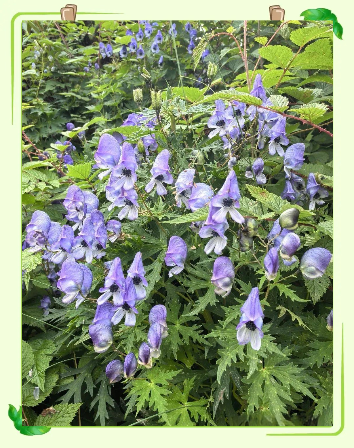 乌头花:一种引人瞩目的园艺珍品