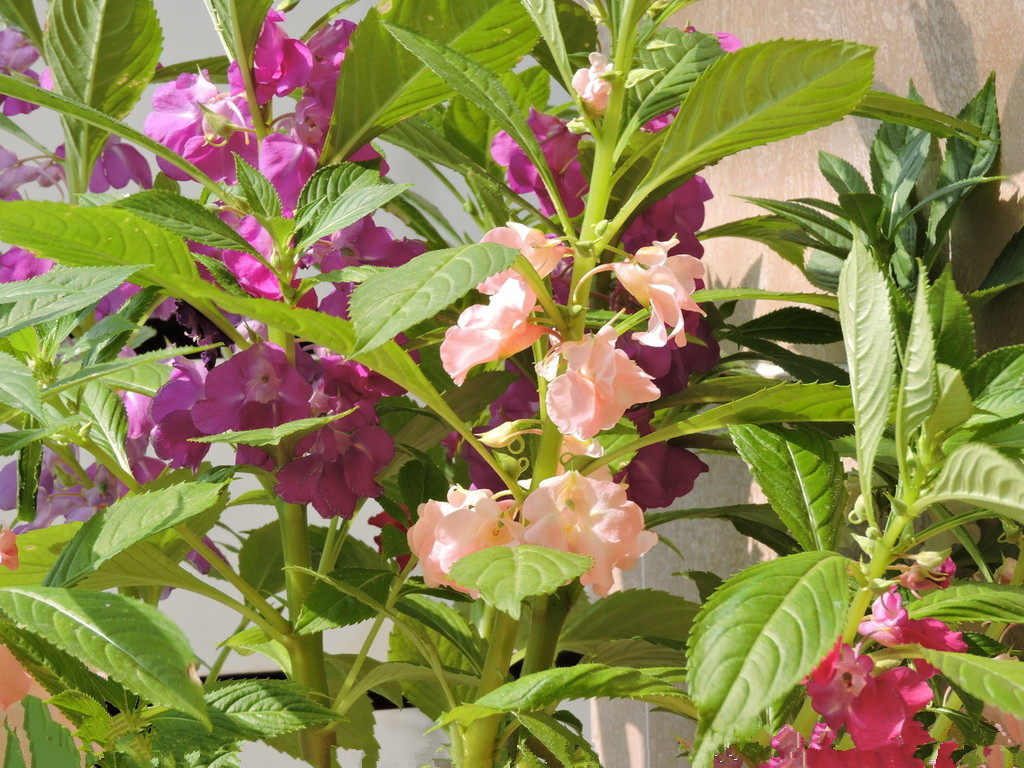 一到夏天,为啥农村人都喜欢在门前种小桃红?老农道出4个原因