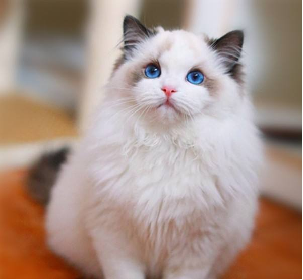 布偶猫的寿命有多长