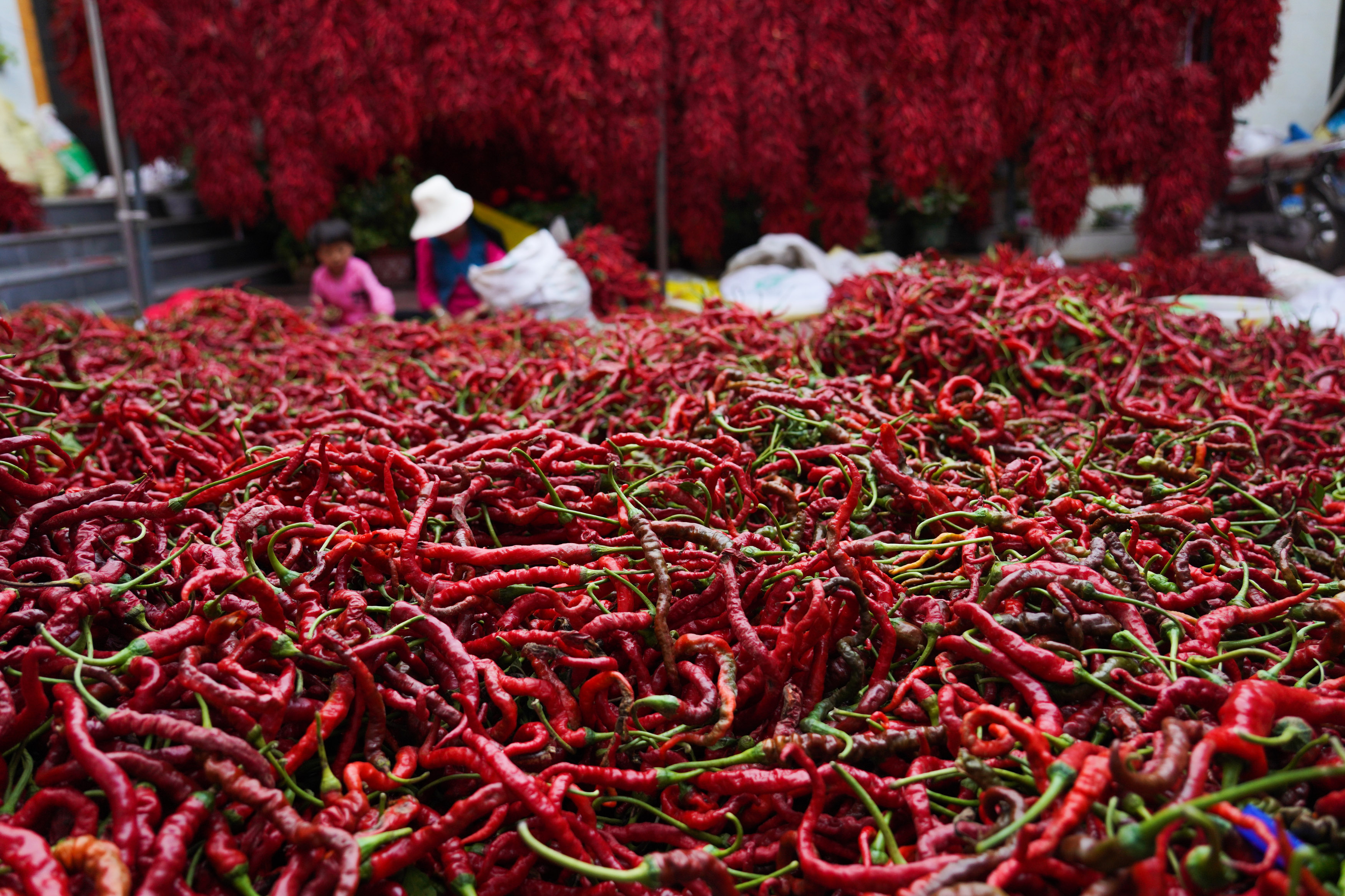 青海循化:线辣椒迎丰收
