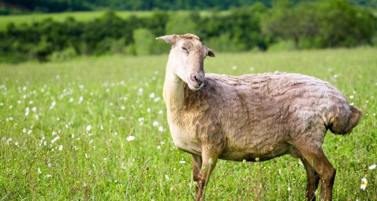 母羊头上有角吗?