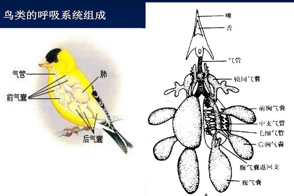 鸟的呼吸器官图片