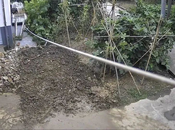 堂兄弟家门前种了两行树,一行是三棵,另一行也是三棵