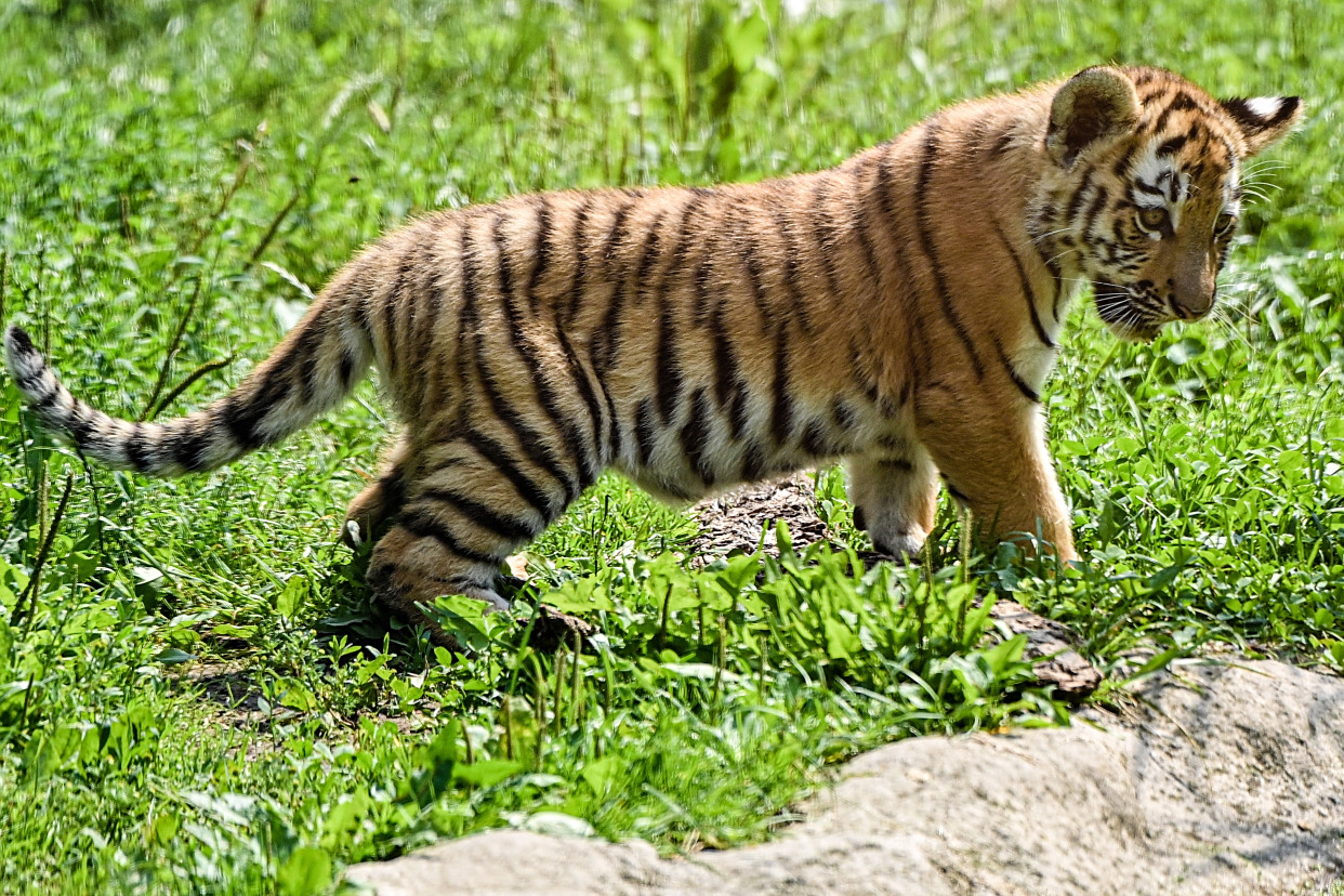 (2)杜伊斯堡动物园的小老虎