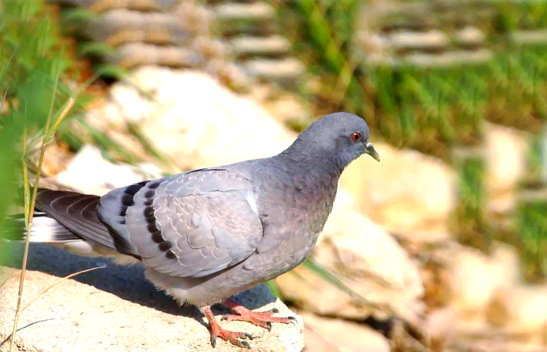岩鸽:大连的留鸟与家鸽的奇妙相似