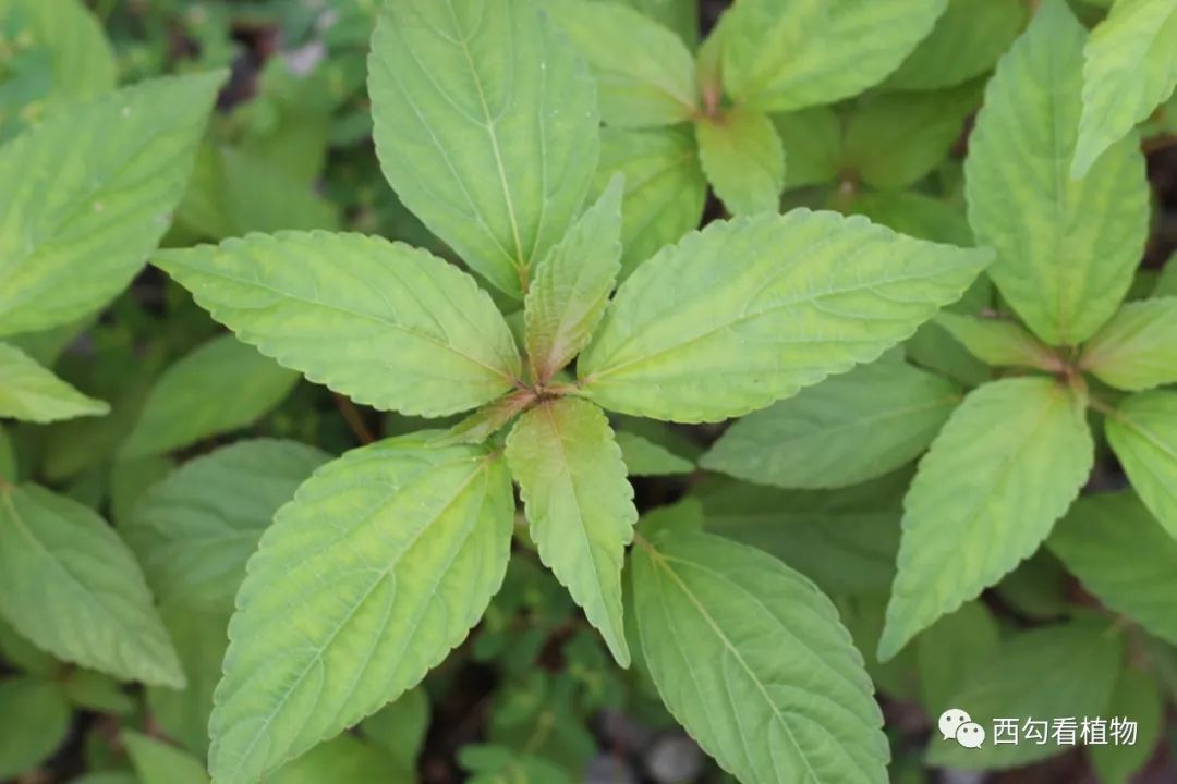 铁苋菜 acalypha australis