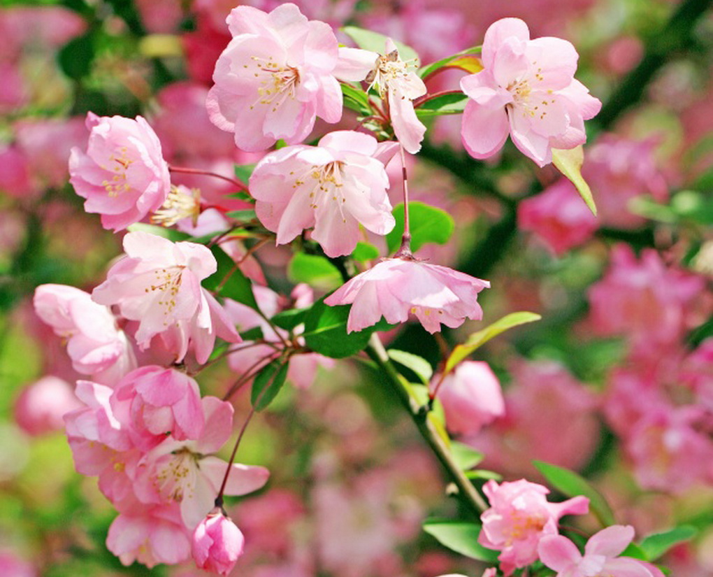 二十四番花信风之⑥ 春分花信风