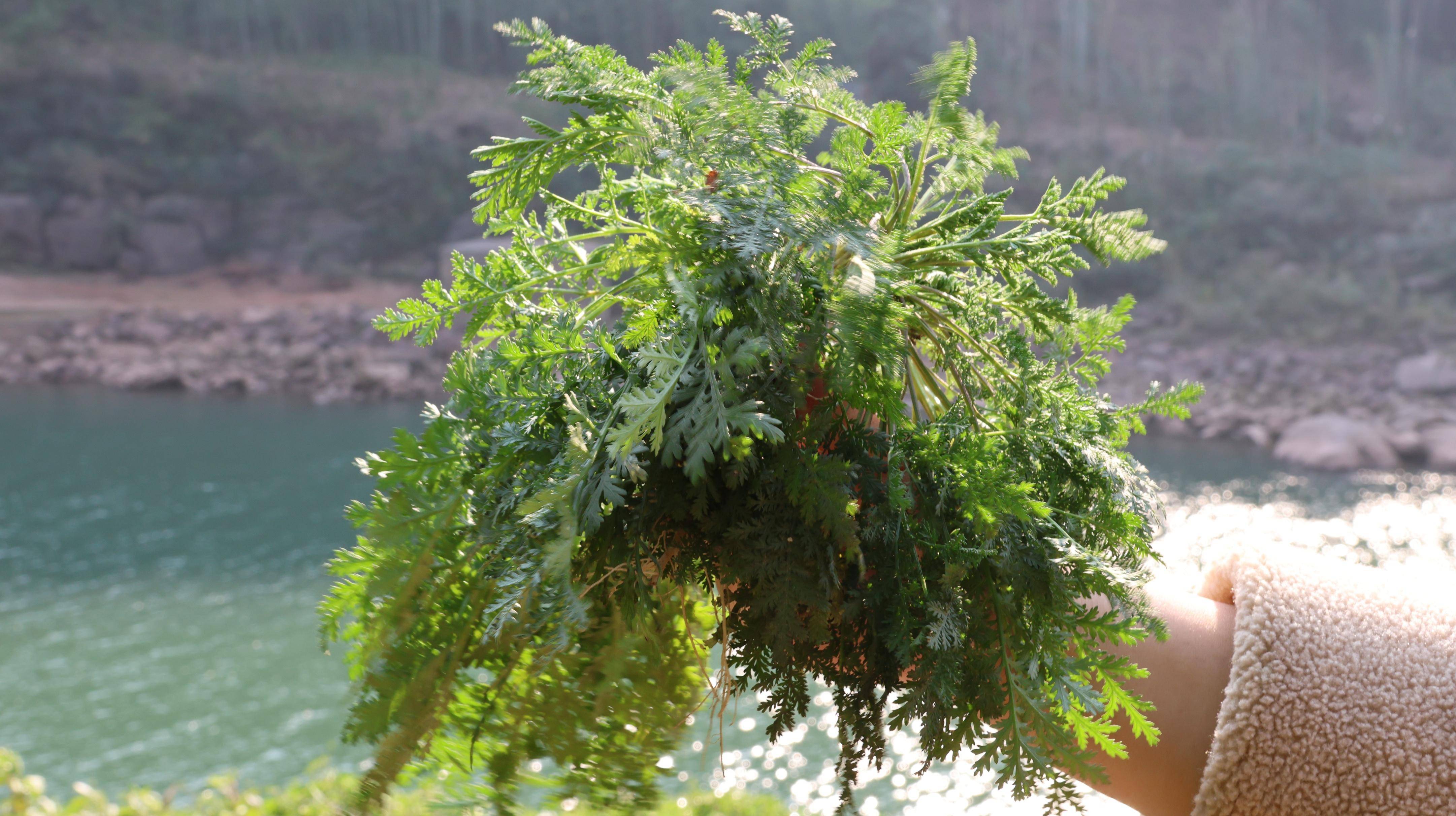 黄花蒿产地图片