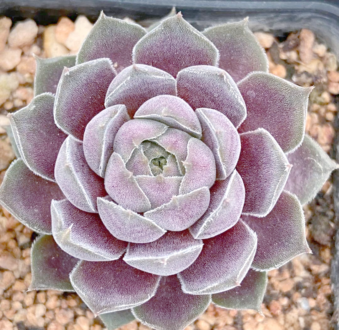 长生草:从冷落到流行的多肉植物故事