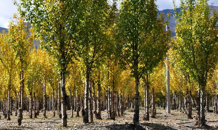 杨树的简单介绍和特点