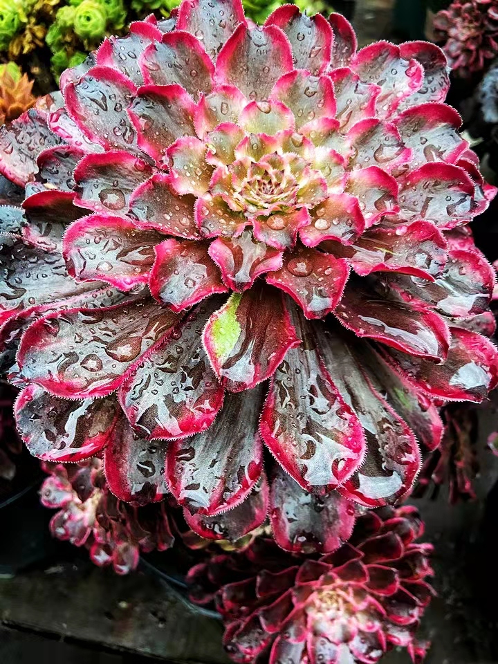 极致状态的"水墨画"法师多肉,有人说可以媲美牡丹,可惜太娇贵