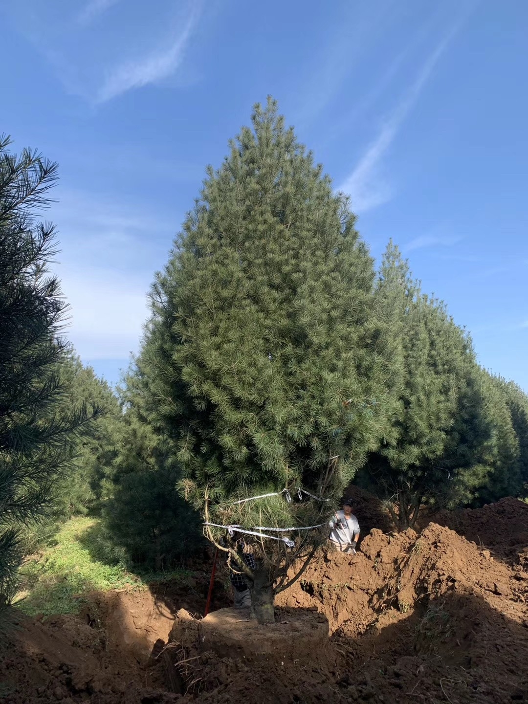 7米白皮松价格多少钱一棵?