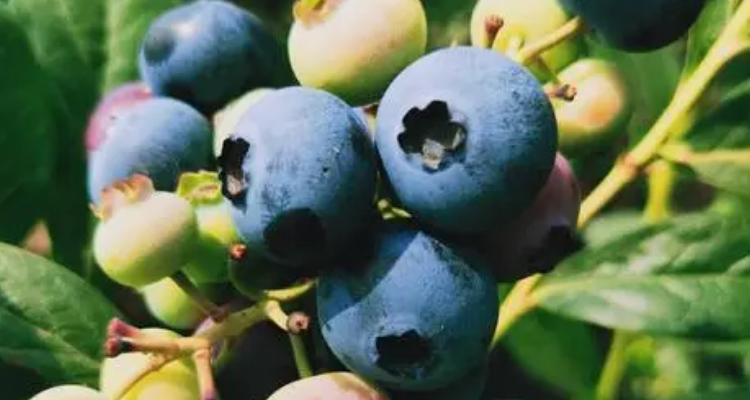 v5蓝莓品种介绍