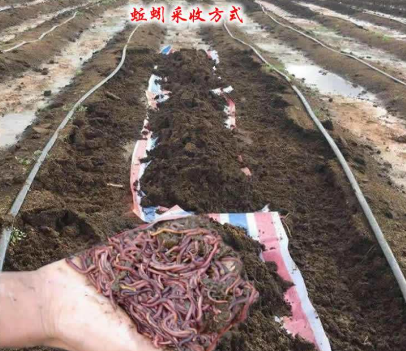 致富经一亩地赚10万(致富经一亩地赚10万元)