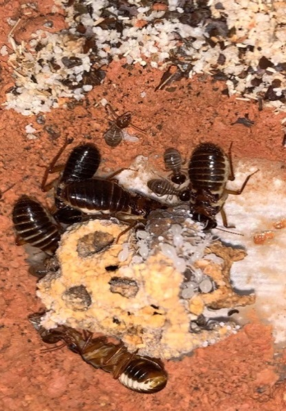 「双创风采」这种"变废为宝"的白蚁鸡枞菌复合养殖技术,既高产又环保!