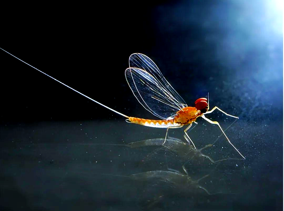 蜉蝣:从石炭纪到现代,走向生命极端的昆虫