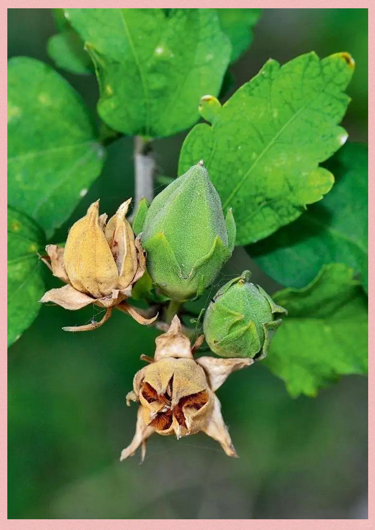 探索木槿的多样世界:从扶桑到朝天子