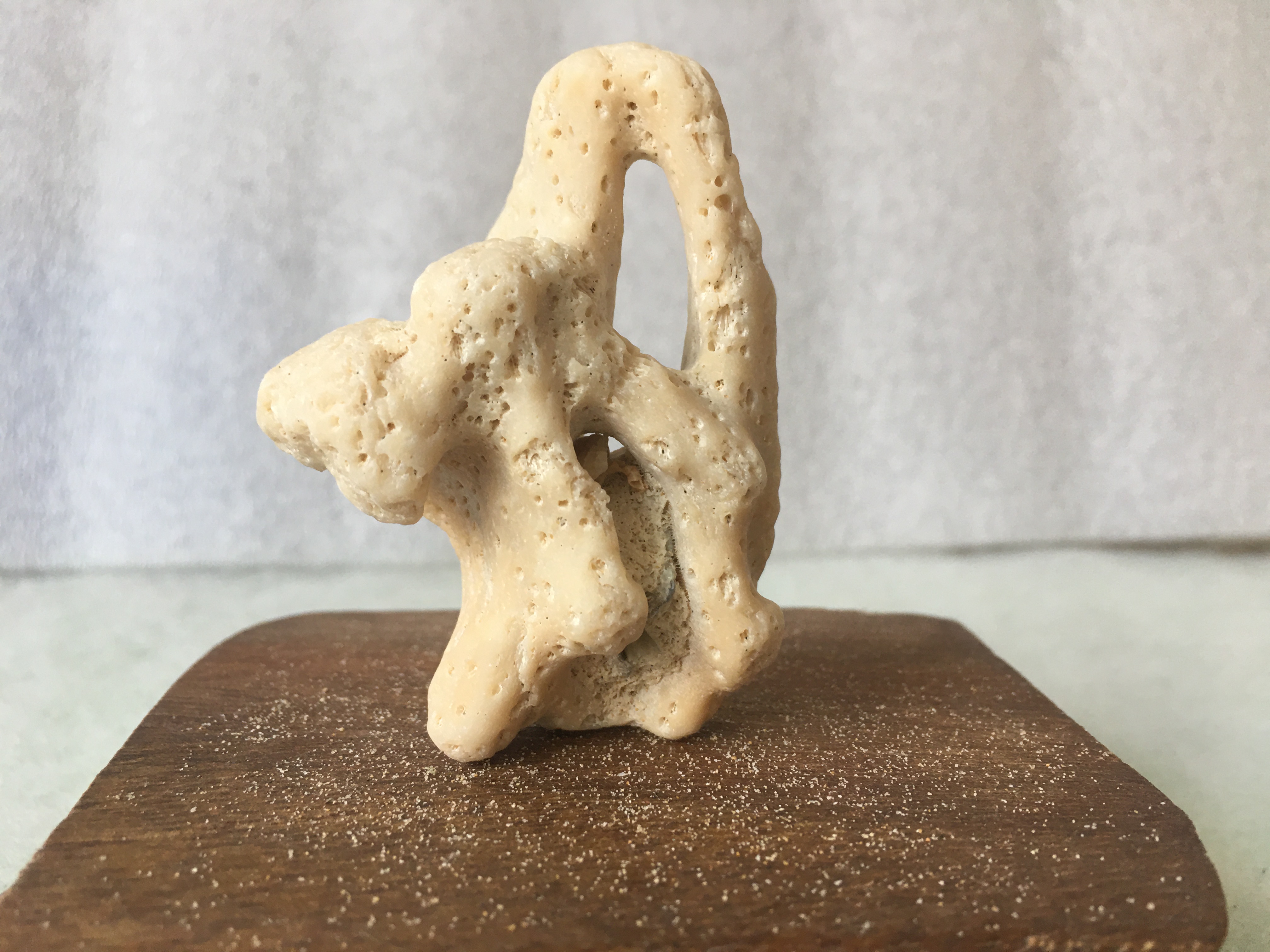 风氏文玩收藏馆:来自大海的瑰宝