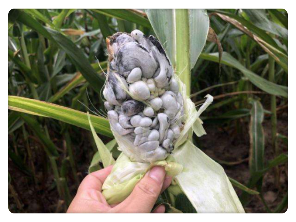 这种"黑疙瘩"是隐藏最深美食,曾经的玉米害病,如今"真香"