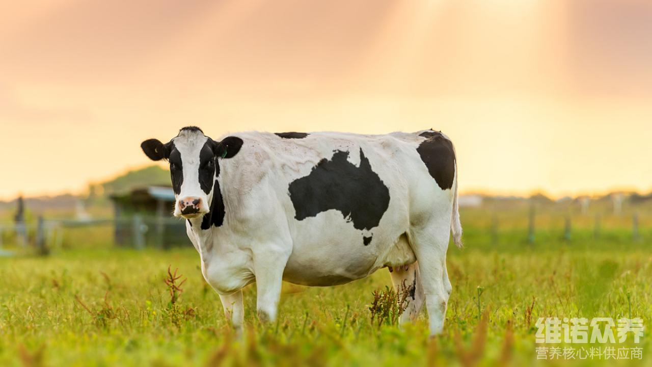 奶牛的粗饲料有些?高产奶牛饲料配方喂量