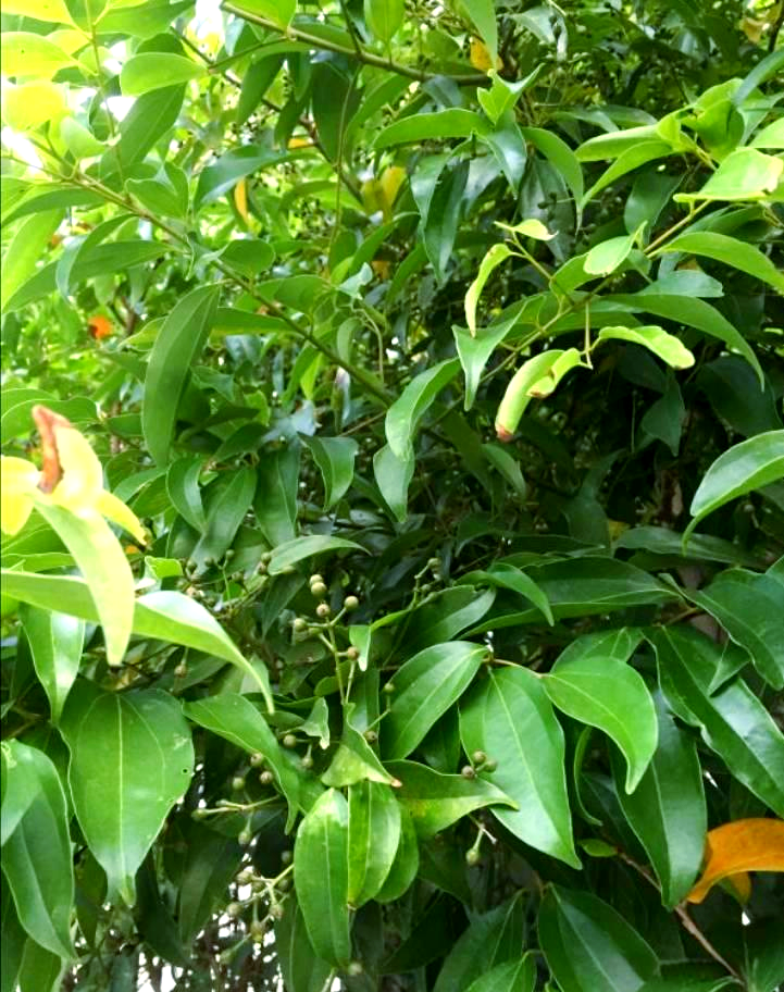 探索深圳的中草药世界:肉桂树的奇妙之旅