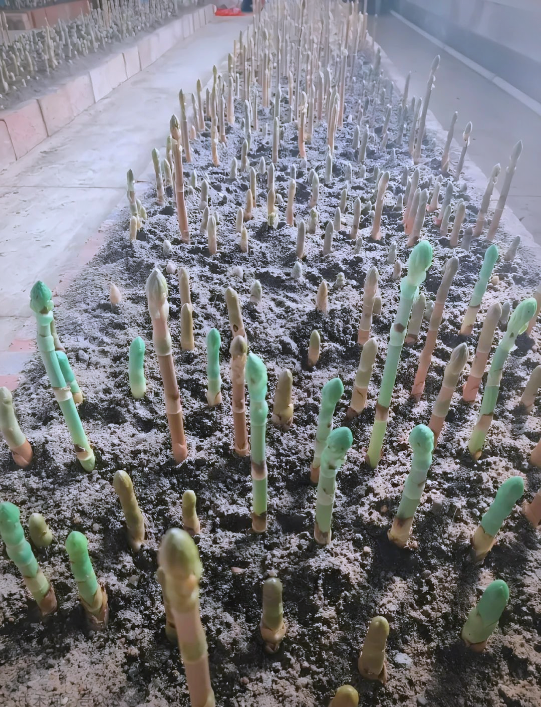 天麻种植中的病虫害防治方法详解