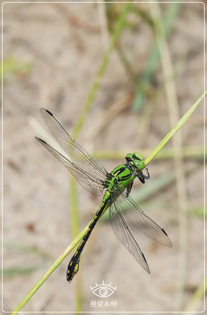 内蒙古赤峰市首次发现国家二级保护动物棘角蛇纹春蜓