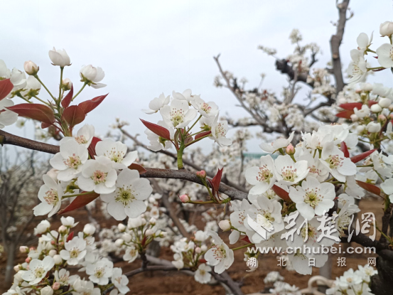 襄阳市市花图片