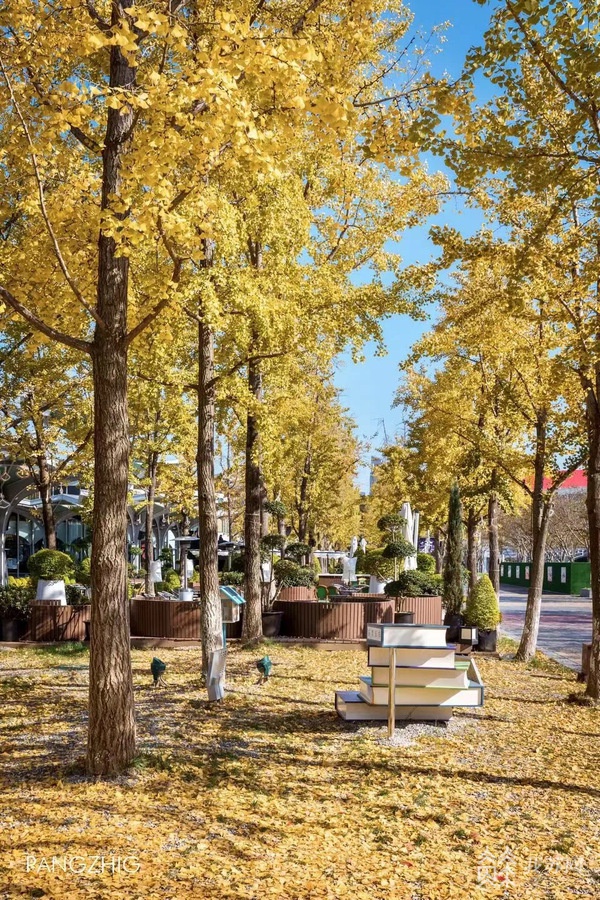 秋冬來南京銀杏裡打卡!開街僅半年從網紅打卡地到省級