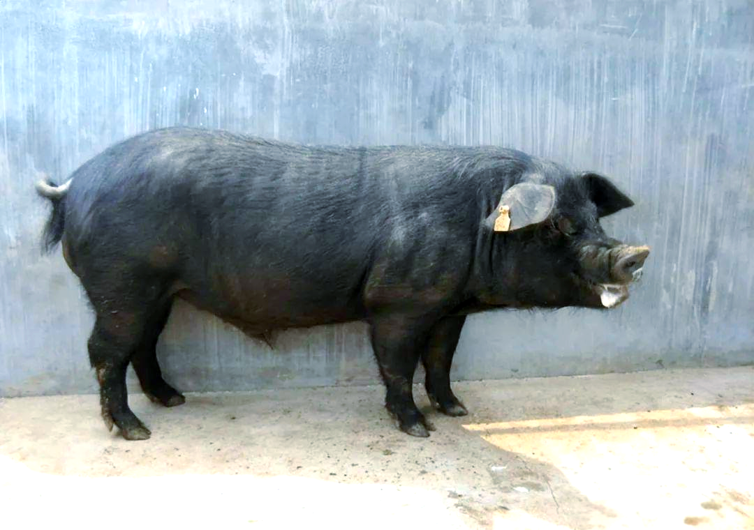 中国众多黑猪品种中,你更看好哪一个?