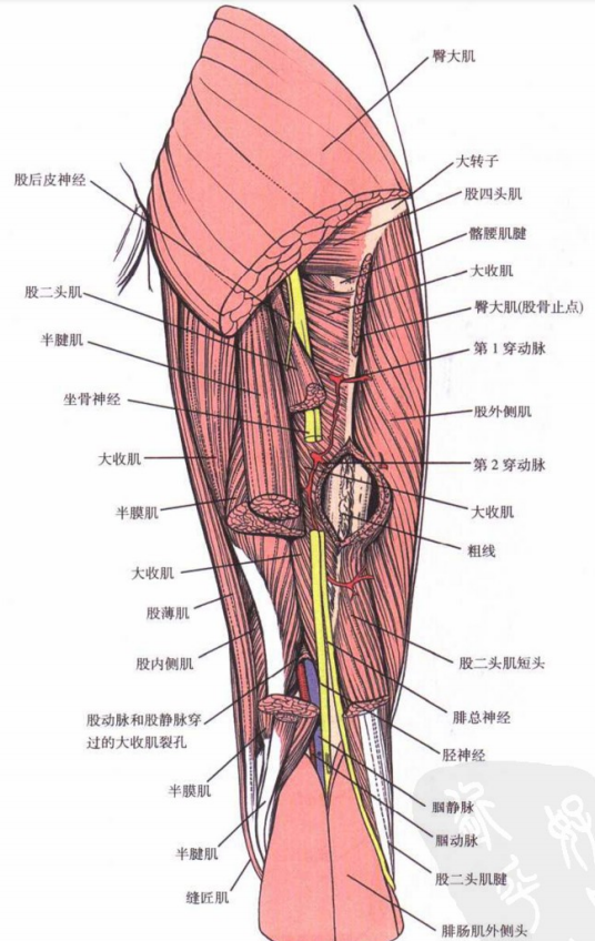 图文详解|大腿的解剖结构与功能概述