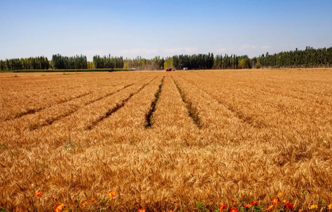 夏日河套,好一幅丰收画卷!