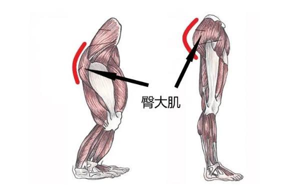 是的,专业一点儿,我们来谈谈运动员的"臀大肌".