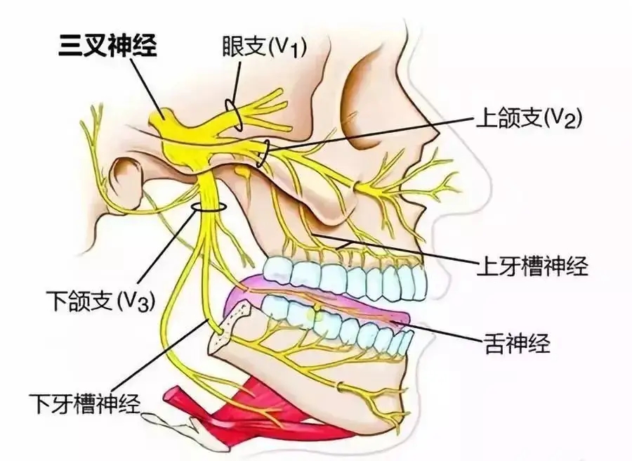 下颌神经线位置示意图图片