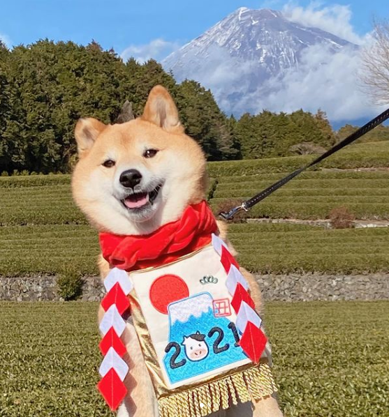 一番萌陪吃君小柴犬火爆ins,网友们哭笑不得:呜呜,好可爱,求求你快让