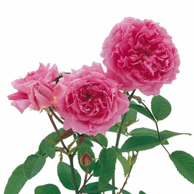 五月花(the mayflower)