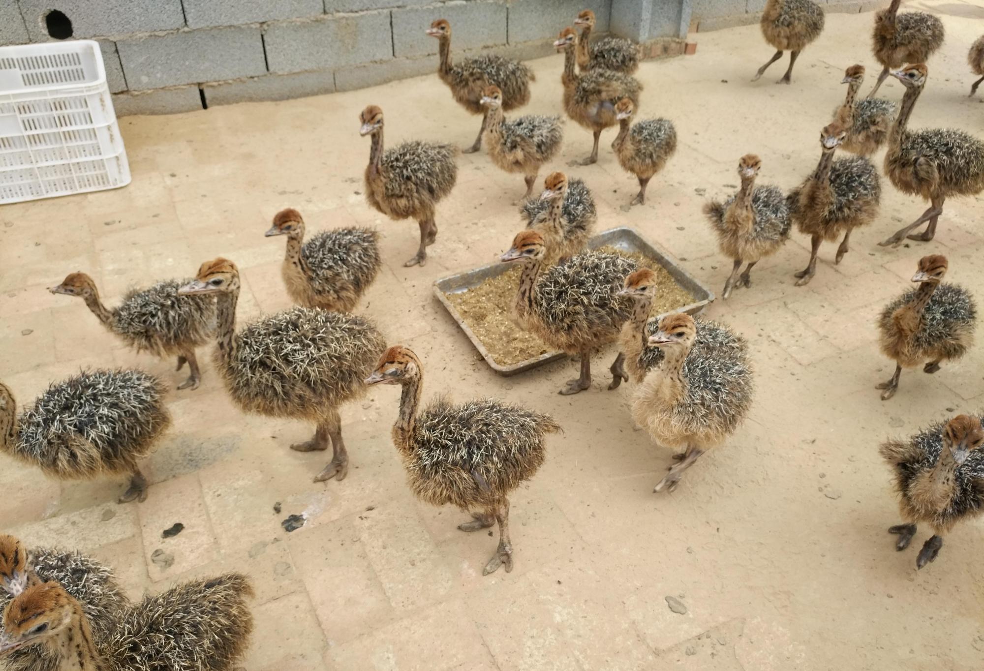 鸵鸟苗的养殖要点(续)