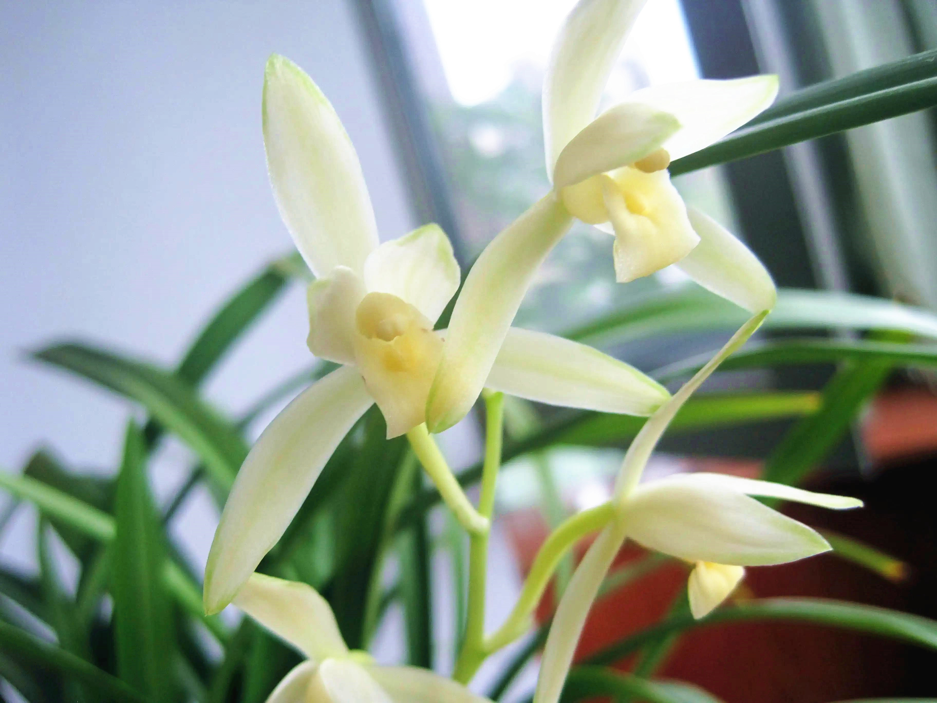 我国少有的"雪中兰花",曾火遍大江南北,现物美价廉,你家有吗