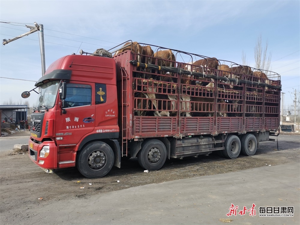 瓜州县腰站子镇发展肉牛养殖助力乡村振兴