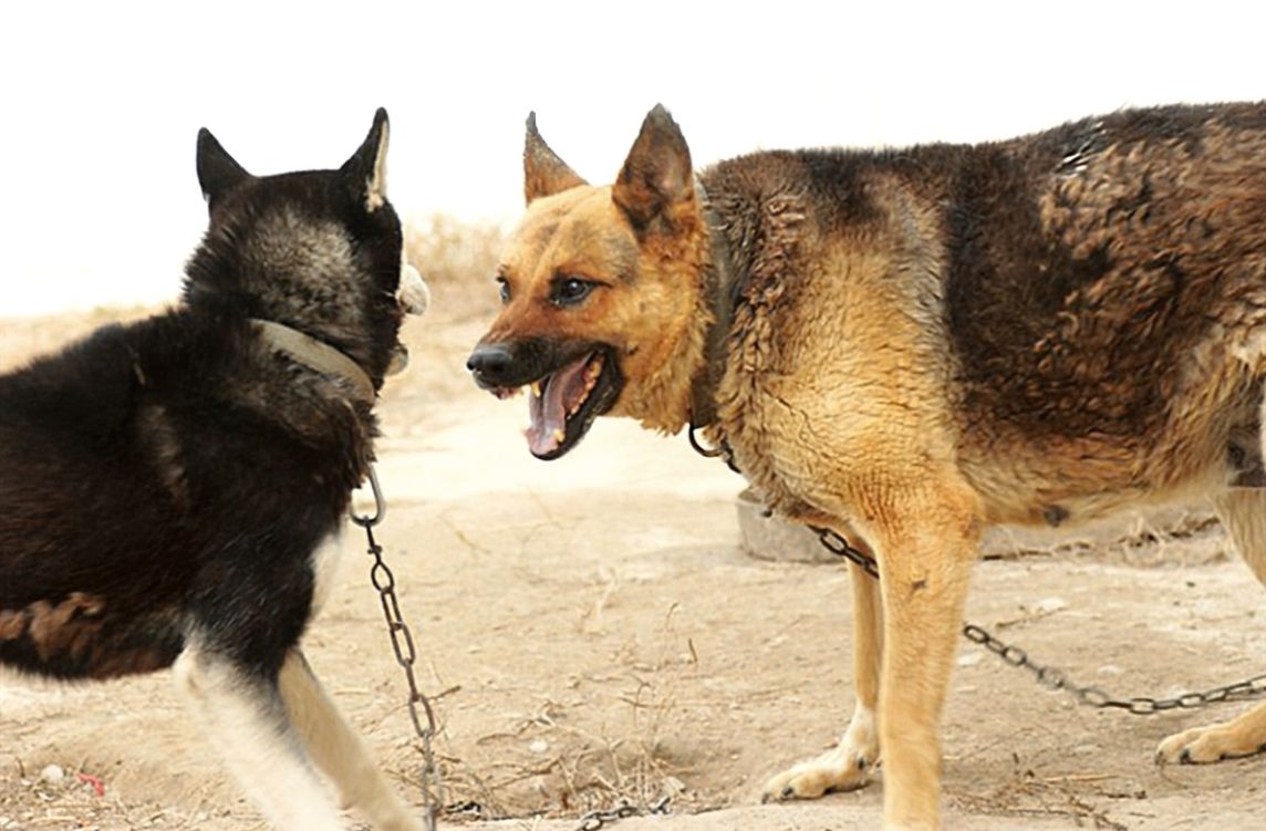 小孩玩耍遭村里狼狗啃咬邻居大妈振振有词他活该被咬