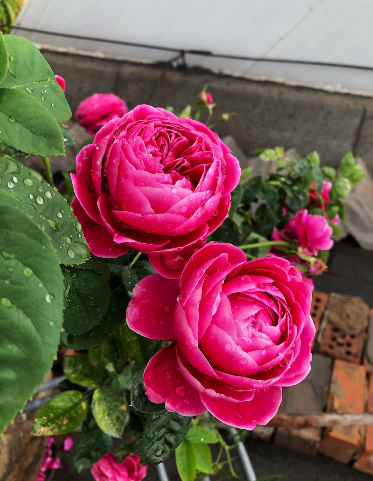 月季里的"妖花"——玛丽,颜值超玫瑰,香味胜茉莉,值得拥有!