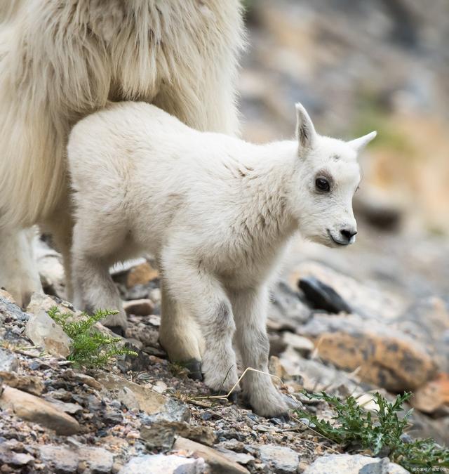 西藏羌塘首次发现白色藏羚羊幼崽