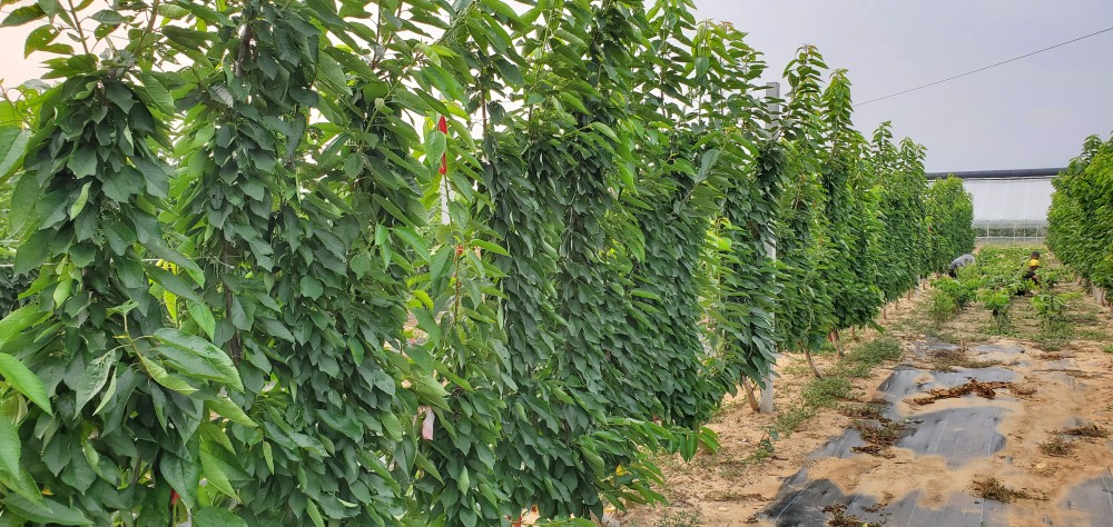 车厘子的种植方法和技巧