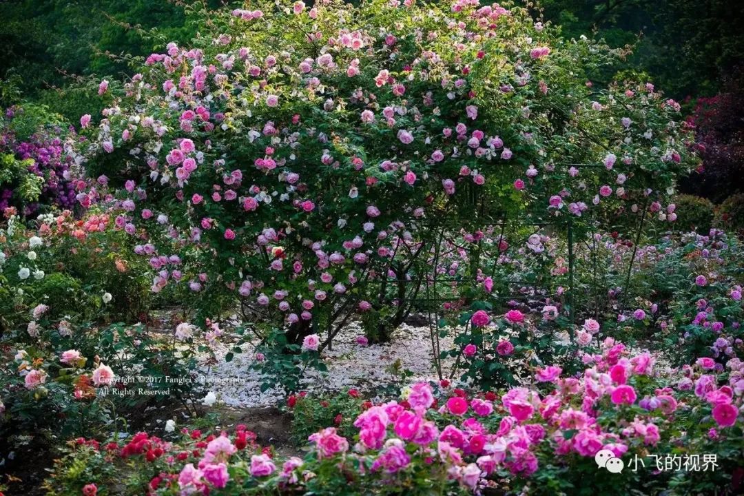 中山植物园北园中的蔷薇园, 是集蔷薇科植物研究,栽培,观赏于一体的